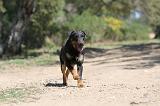 JAGDTERRIER ALLEMAND 033